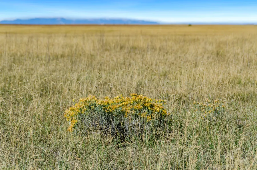 Real estate photograph 7 of Lots 38 & 39, Rush, Colorado
